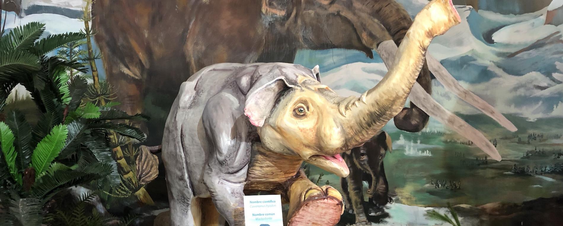 Un mastodonte bebé llegó al Museo Regional de San Ramón