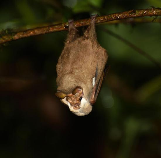 Por primera vez, estudio describe comportamiento sexual en especie enigmática de murciélagos