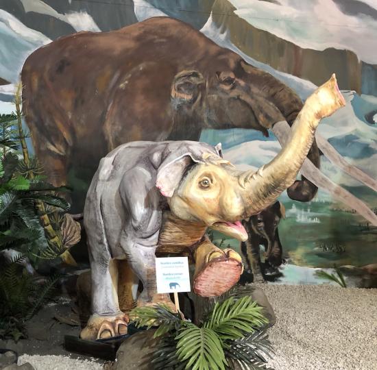 Un mastodonte bebé llegó al Museo Regional de San Ramón