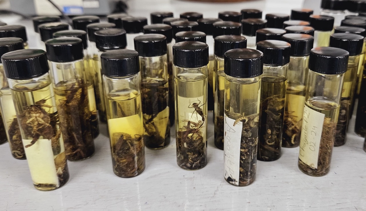 Muestra de macroinvertebrados obtenidos en los ríos.