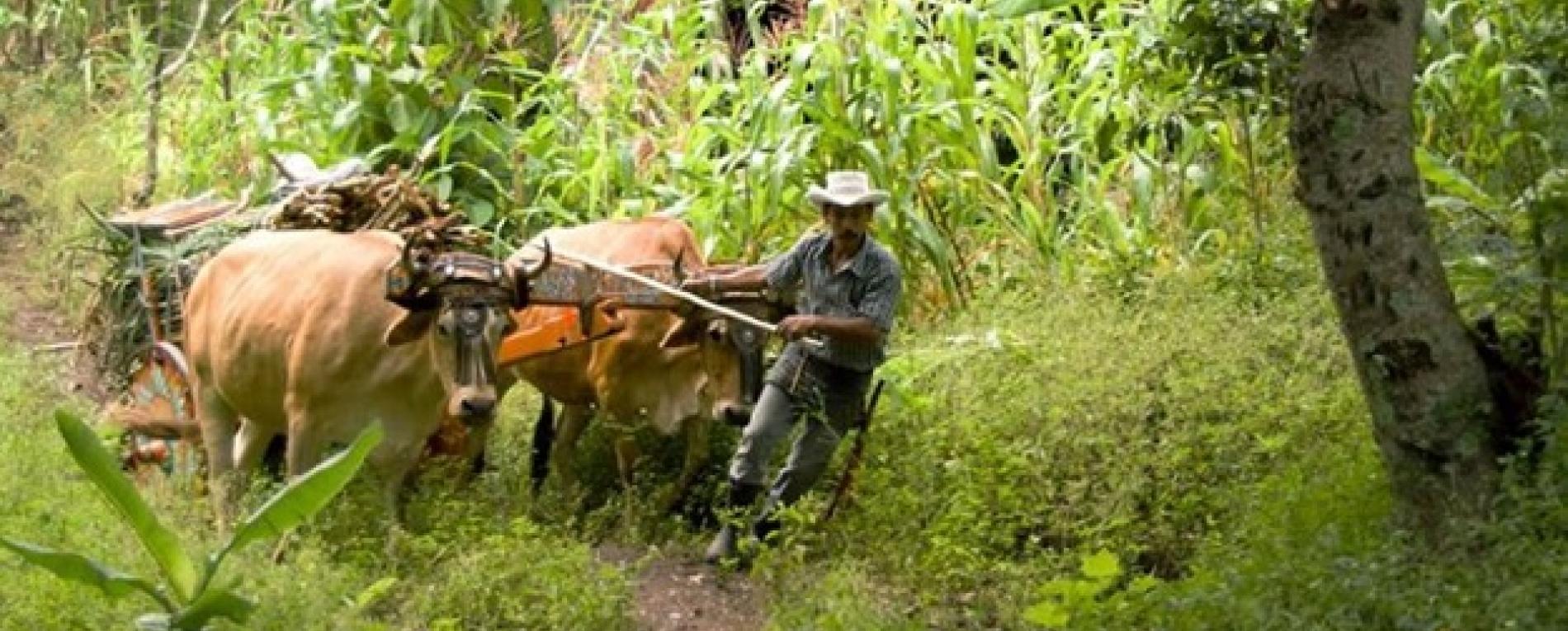 Fotografías muestran la vida campesina desde adentro