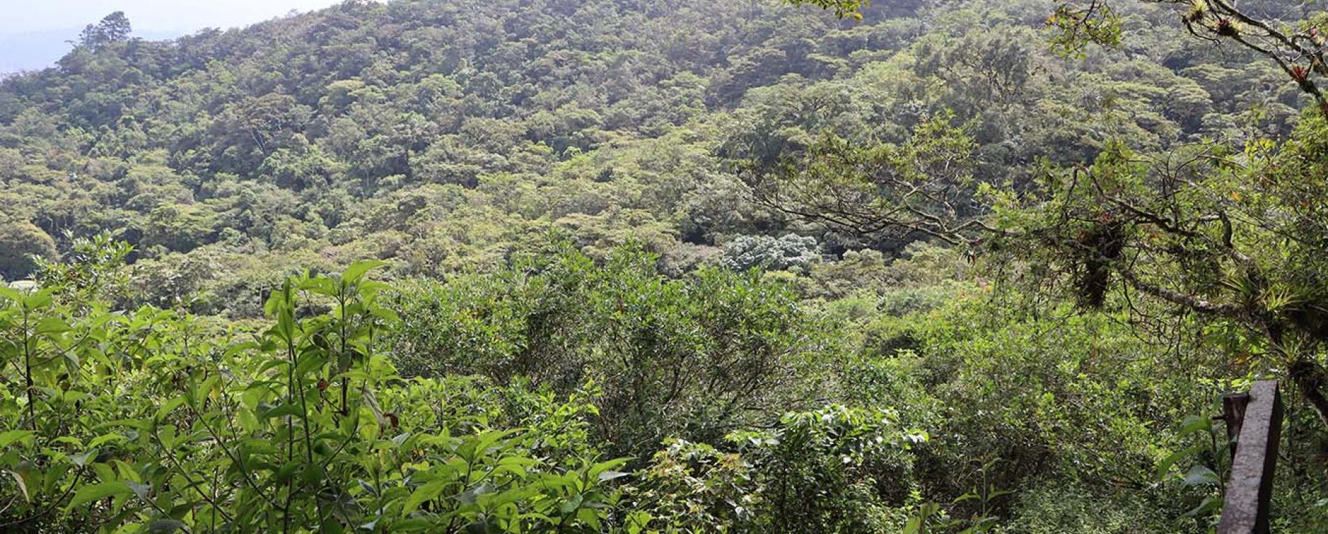 UCR hace un llamado a contribuir con la restauración ecológica