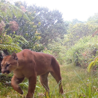 Vida silvestre en Zarcero