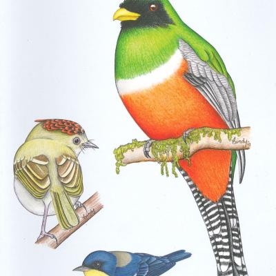 Guía de aves de la Reserva Biológica Alberto Manuel Brenes y alrededores