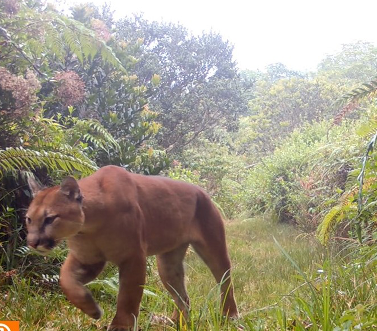 Vida silvestre en Zarcero