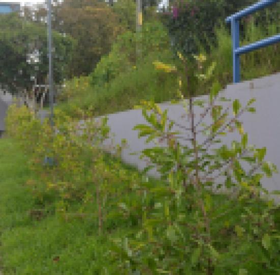 Sede mejora espacios públicos y zonas verdes