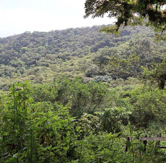 UCR hace un llamado a contribuir con la restauración ecológica