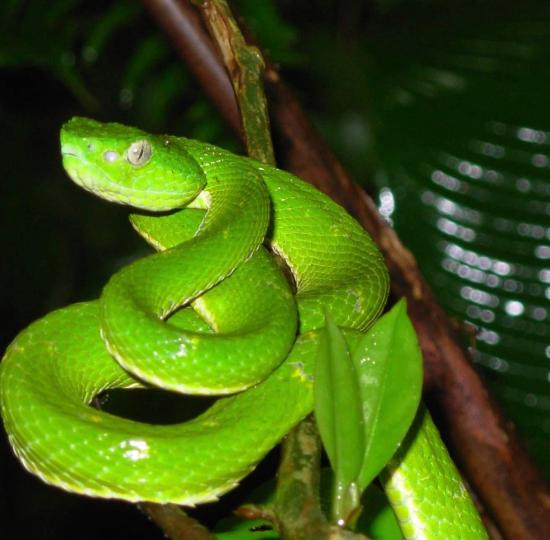Voz experta: Reserva Biológica Alberto Manuel Brenes, academia y conservación en 45 años de manejo compartido