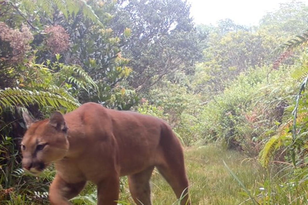 Vida silvestre en Zarcero